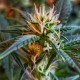 Auto New York Diesel feminised Ganja Seeds - 4 насінини