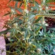 Auto New York Diesel feminised Ganja Seeds - 4 насінини