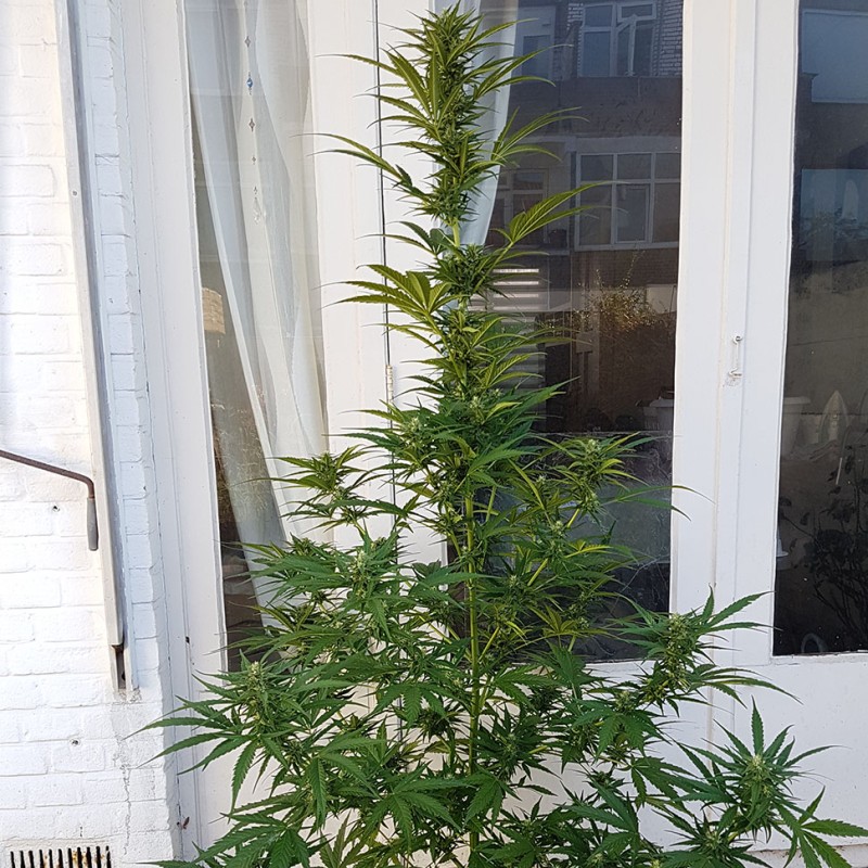 Auto New York Diesel feminised Ganja Seeds - 4 насінини