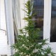 Auto New York Diesel feminised Ganja Seeds - 4 насінини