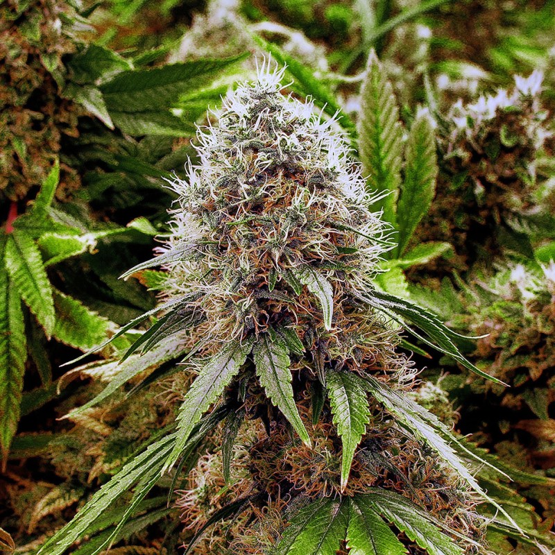 Ganesh feminised Ganja Seeds - 777 насінин