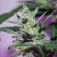 MI5 feminised Ganja Seeds - 77 насінин