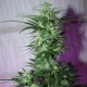 MI5 feminised Ganja Seeds - 77 насінин