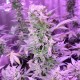 MI5 feminised Ganja Seeds - 77 насінин