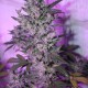 MI5 feminised Ganja Seeds - 77 насінин