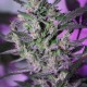 MI5 feminised Ganja Seeds - 77 насінин