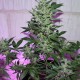 MI5 feminised Ganja Seeds - 77 насінин