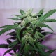MI5 feminised Ganja Seeds - 77 насінин