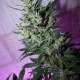 MI5 feminised Ganja Seeds - 77 насінин