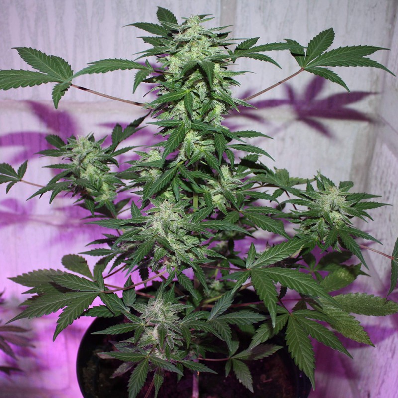 MI5 feminised Ganja Seeds - 77 насінин