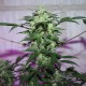 MI5 feminised Ganja Seeds - 77 насінин