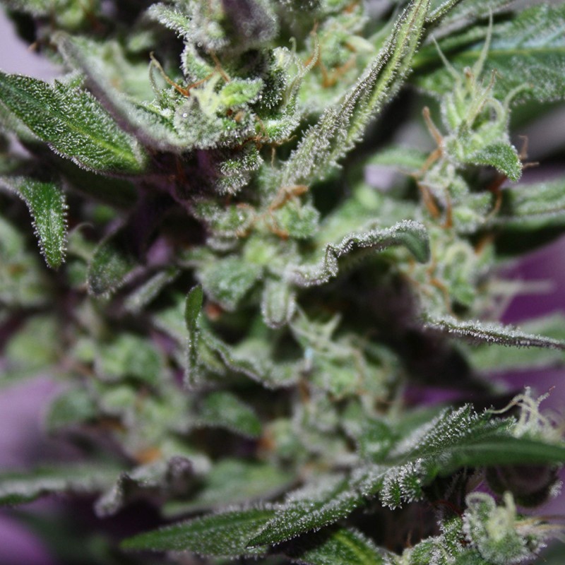 MI5 feminised Ganja Seeds - 77 насінин
