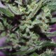 MI5 feminised Ganja Seeds - 77 насінин