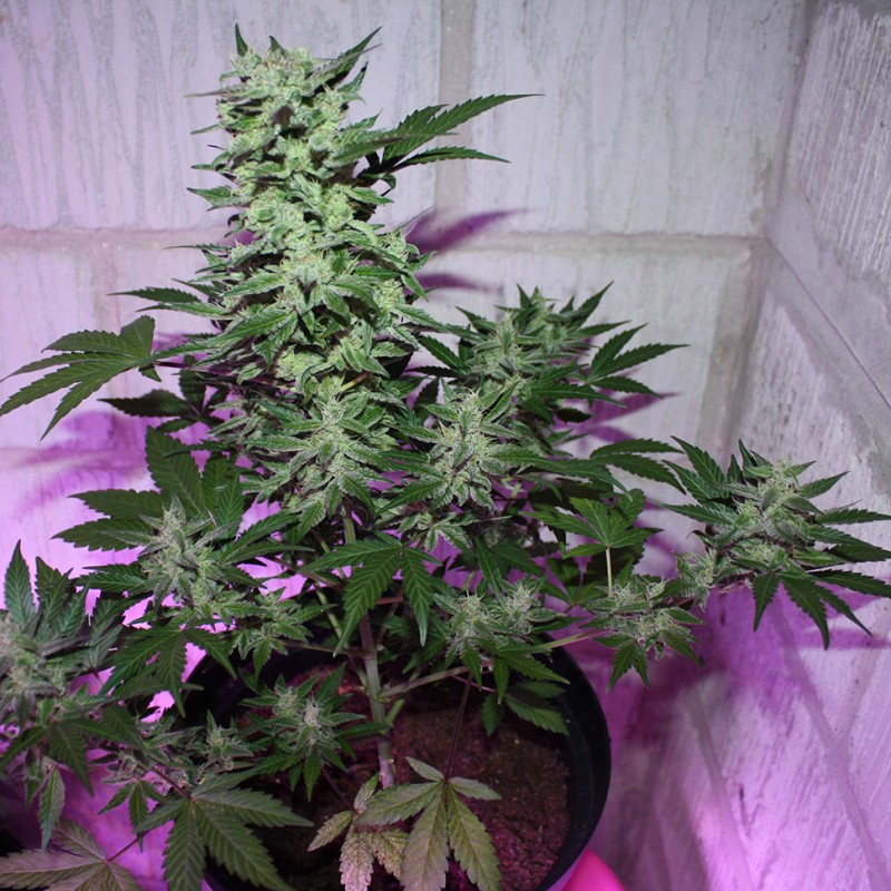 MI5 feminised Ganja Seeds - 77 насінин