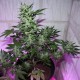 MI5 feminised Ganja Seeds - 77 насінин