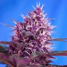 Blueberry feminised GanjaLiveSeeds