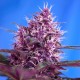 Blueberry feminised GanjaLiveSeeds