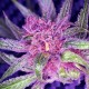 Blueberry feminised GanjaLiveSeeds