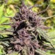 Blueberry feminised GanjaLiveSeeds
