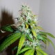 Auto Amnesia feminised Victory Seeds - 5 насінин