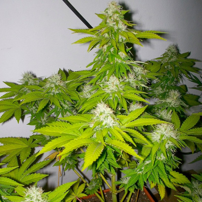 Auto Amnesia feminised Victory Seeds - 5 насінин