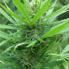 Afghan Haze feminised GanjaLiveSeeds