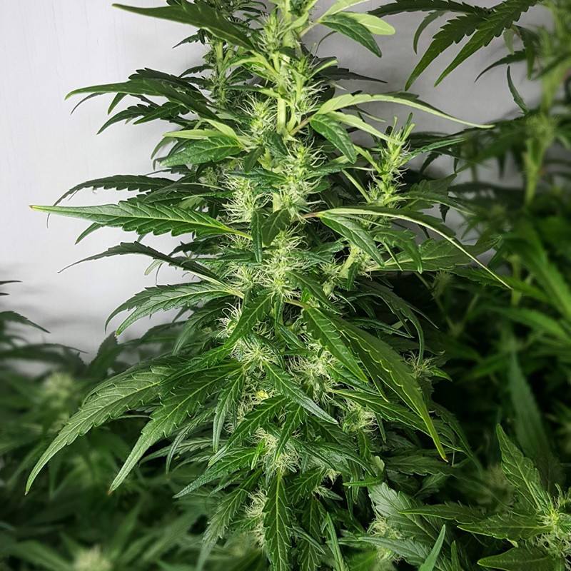 Afghan Haze feminised GanjaLiveSeeds