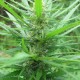 Afghan Haze feminised GanjaLiveSeeds