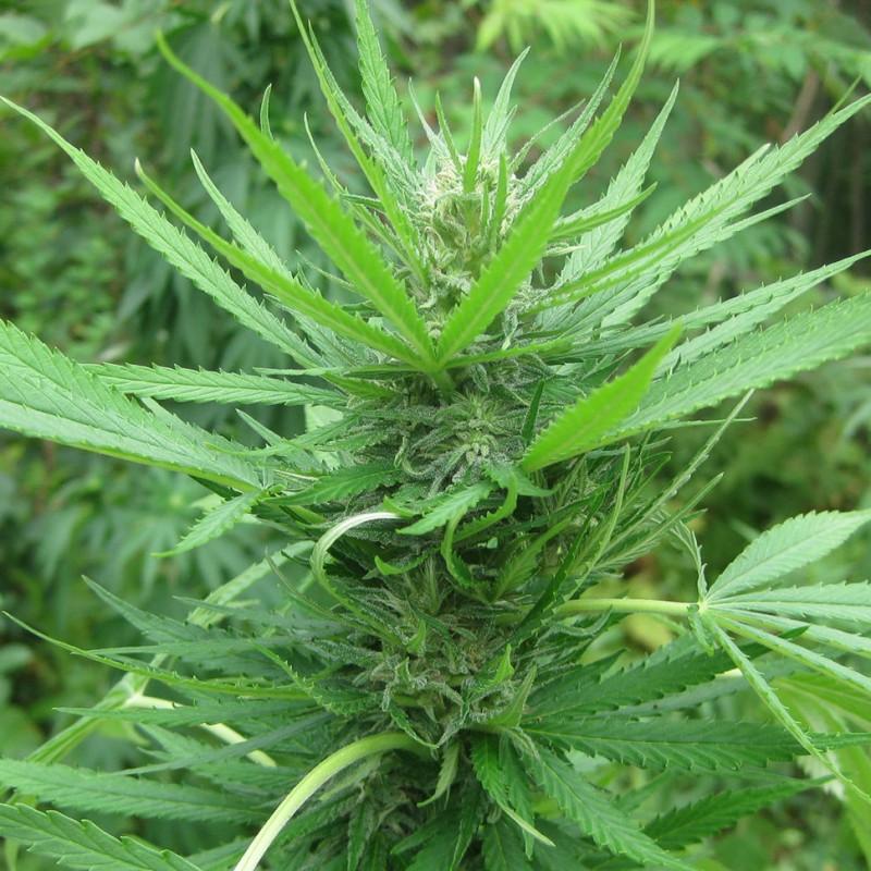 Afghan Haze feminised GanjaLiveSeeds