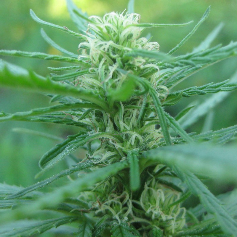 Afghan Haze feminised GanjaLiveSeeds
