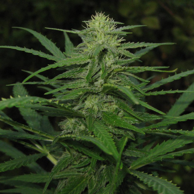 Afghan Haze feminised GanjaLiveSeeds