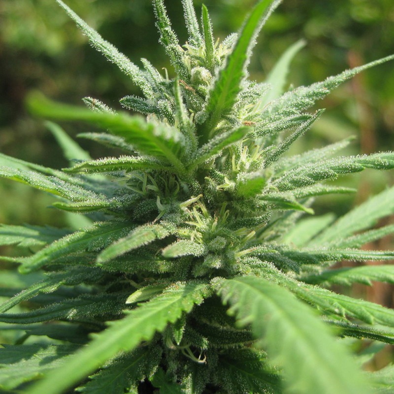 Afghan Haze feminised GanjaLiveSeeds