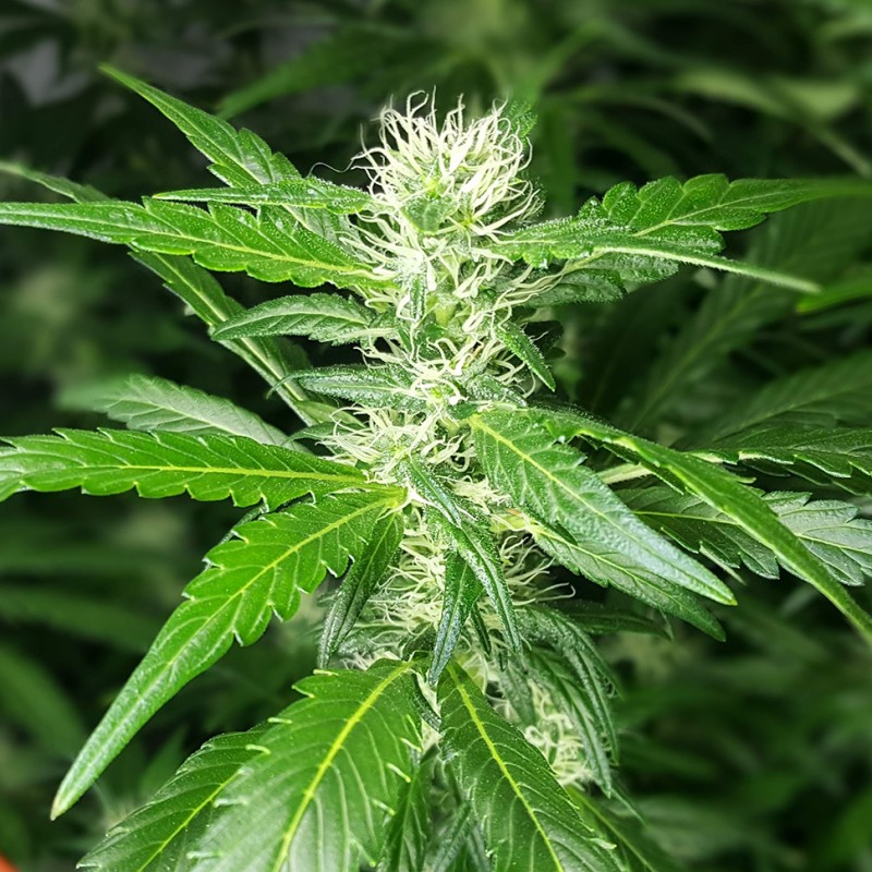 Afghan Haze feminised GanjaLiveSeeds