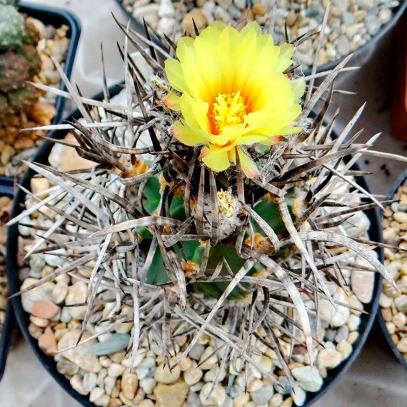 Astrophytum crassispinum