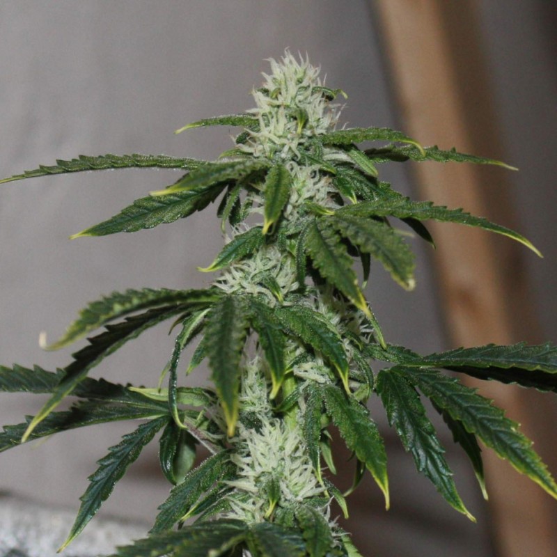Auto Quick One feminised GanjaLiveSeeds