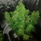 Auto Quick One feminised GanjaLiveSeeds