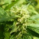 Exodus Cheese feminised Ganja Seeds - 2 насінини