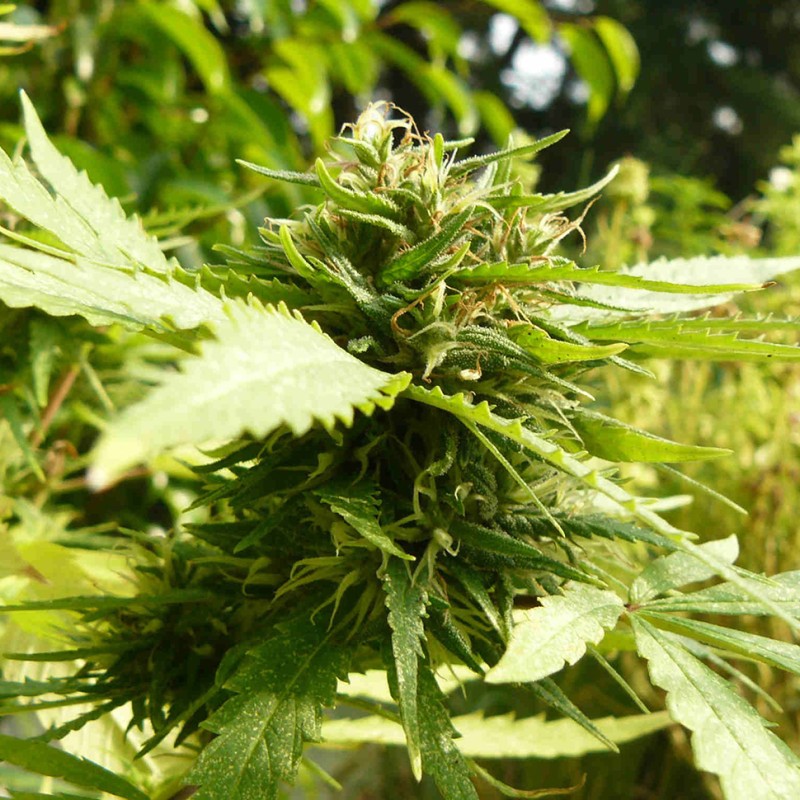 Exodus Cheese feminised Ganja Seeds - 2 насінини