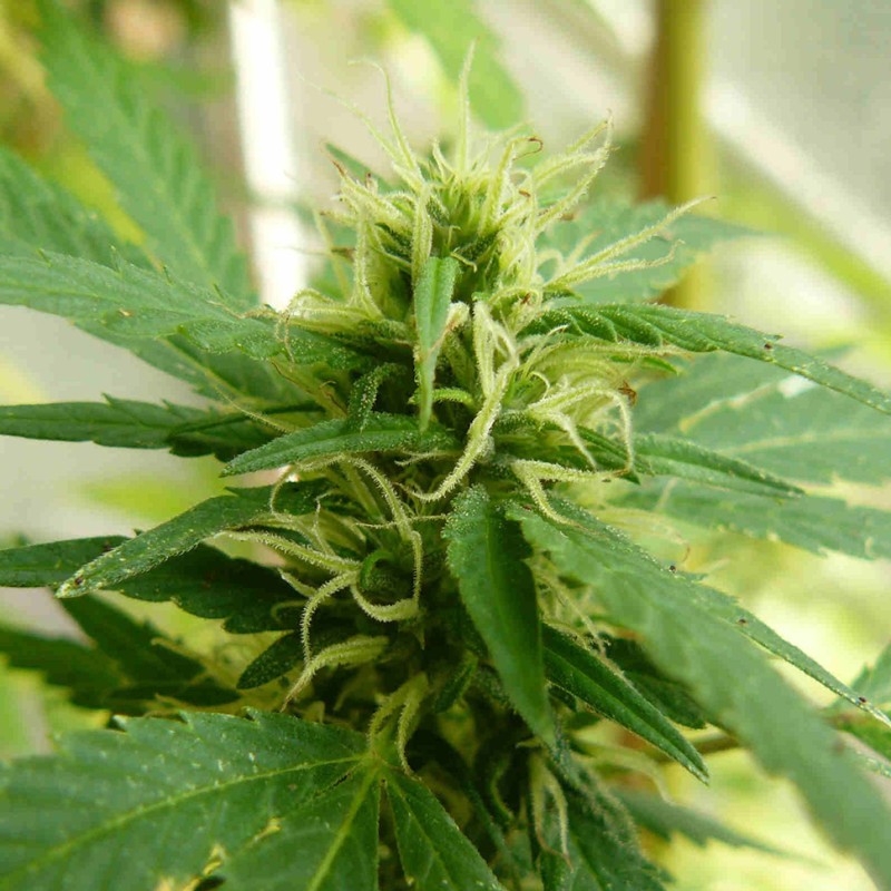Exodus Cheese feminised Ganja Seeds - 2 насінини