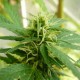 Exodus Cheese feminised Ganja Seeds - 2 насінини