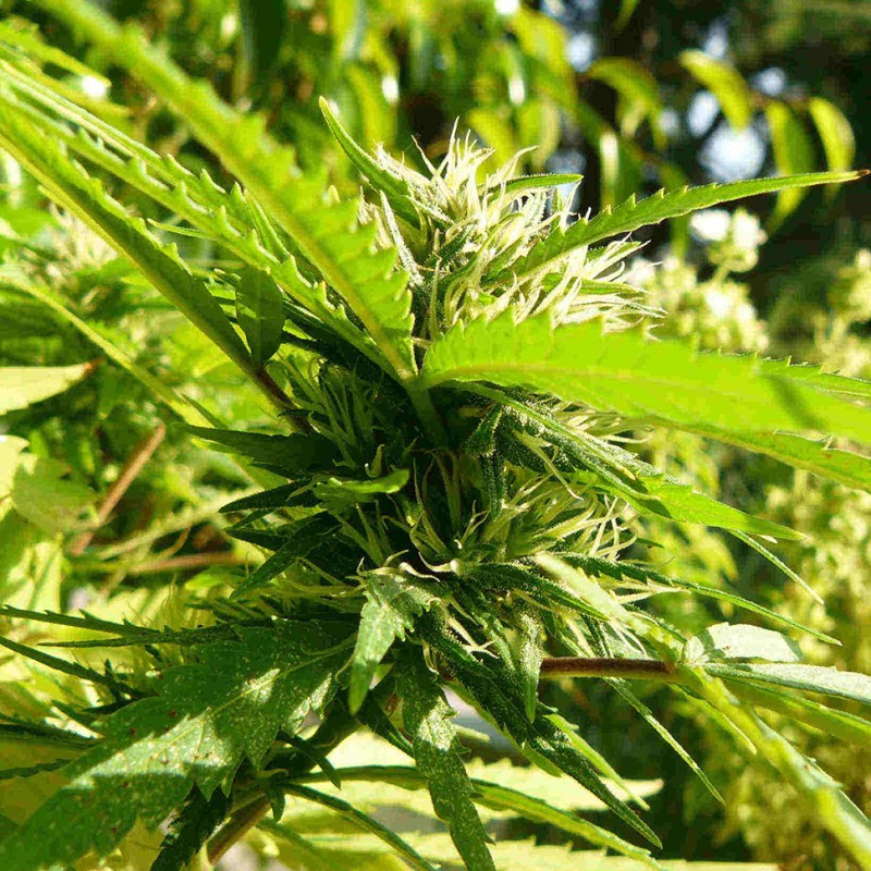 Exodus Cheese feminised Ganja Seeds - 2 насінини
