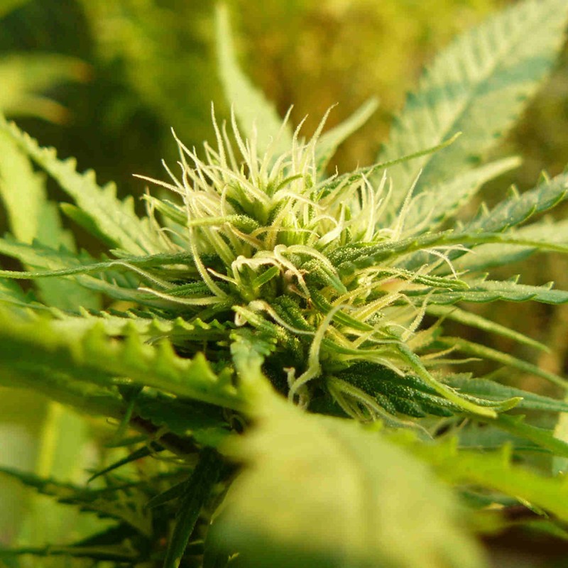 Exodus Cheese feminised Ganja Seeds - 2 насінини