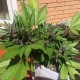 Auto Black Cream feminised Ganja Seeds