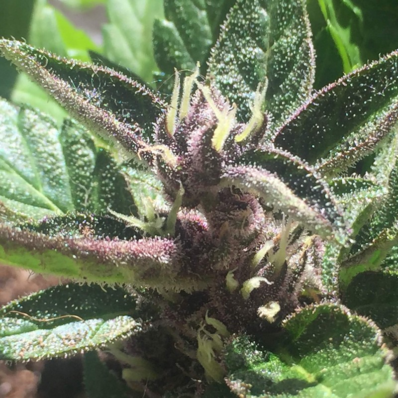 Auto Black Cream feminised Ganja Seeds