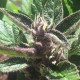 Auto Black Cream feminised Ganja Seeds