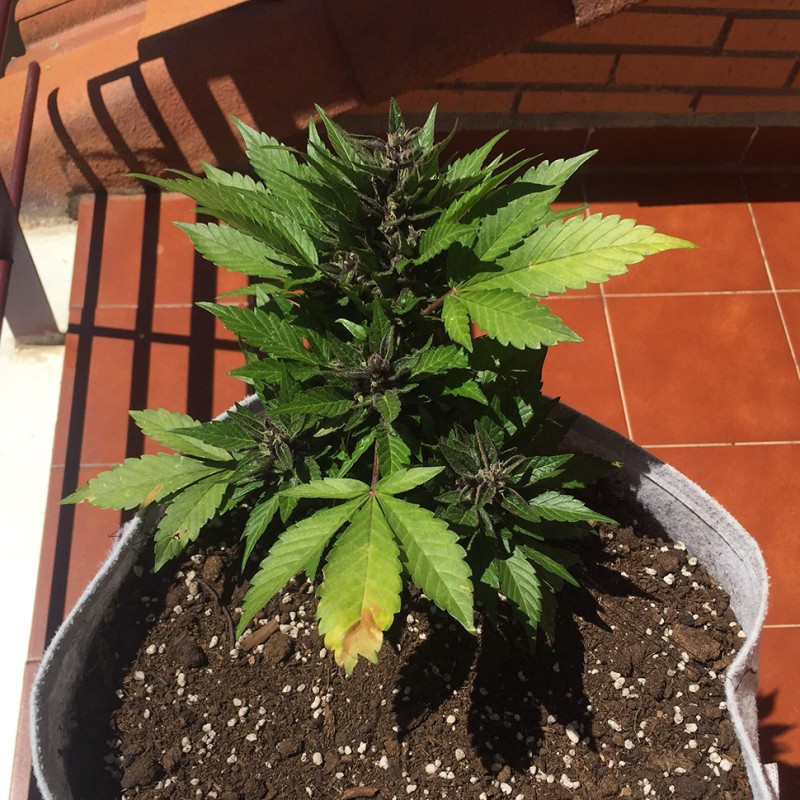 Auto Black Cream feminised Ganja Seeds