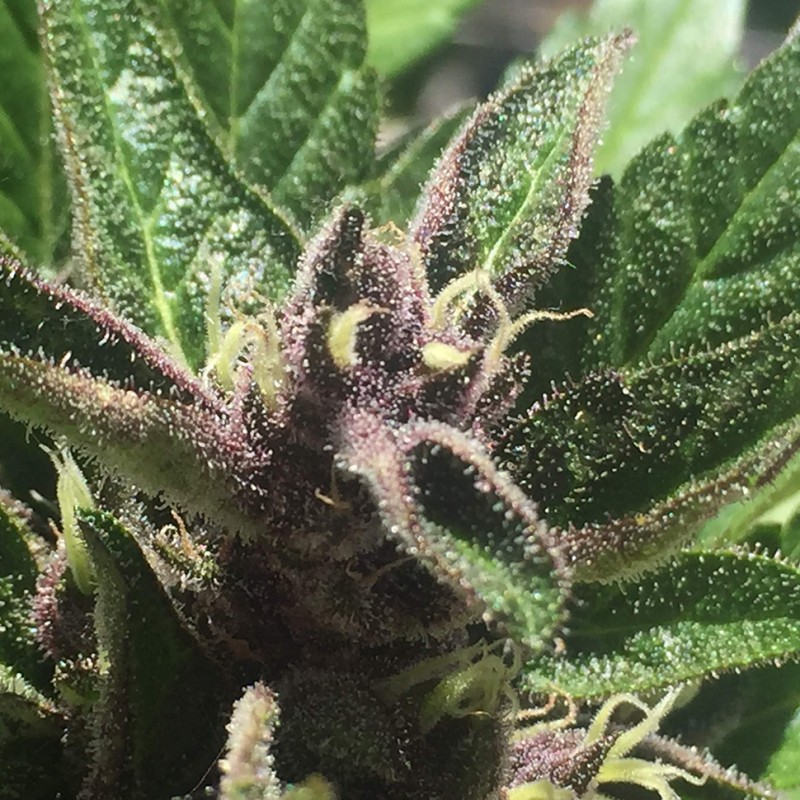 Auto Black Cream feminised Ganja Seeds