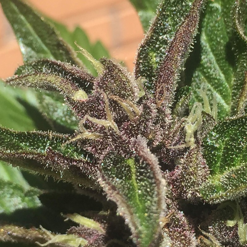 Auto Black Cream feminised Ganja Seeds