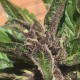 Auto Black Cream feminised Ganja Seeds