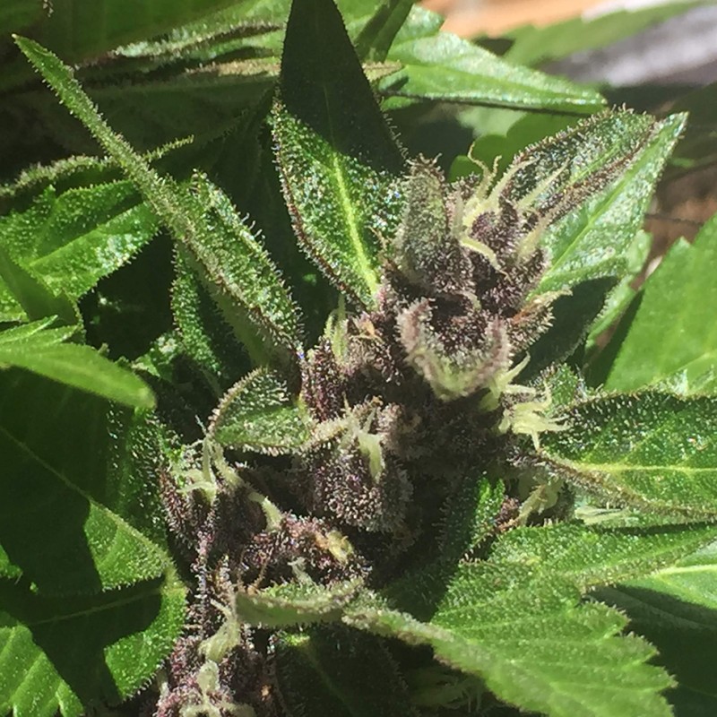 Auto Black Cream feminised Ganja Seeds